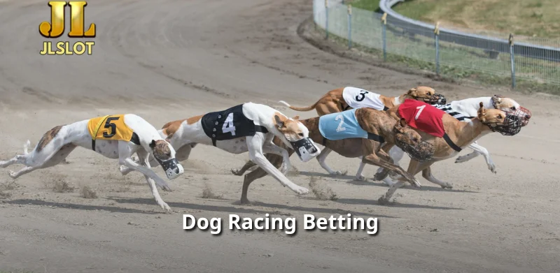 Dog Racing Betting