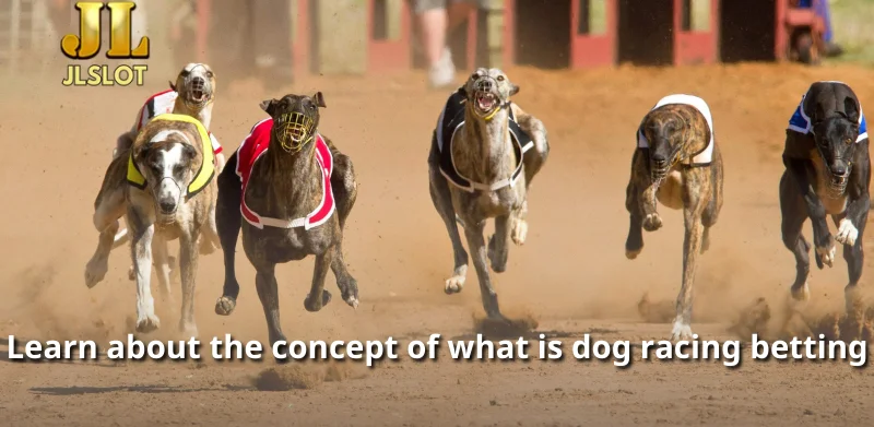 Learn about the concept of what is dog racing betting