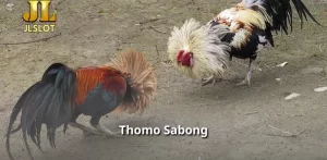 Thomo Sabong