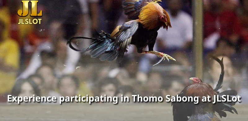 Experience participating in Thomo Sabong at JLSLot