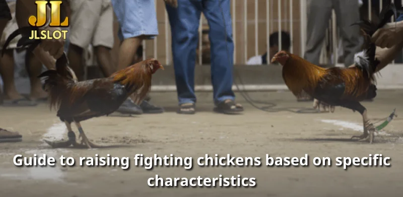 Guide to raising fighting chickens based on specific characteristics