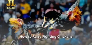 How to Raise Fighting Chickens