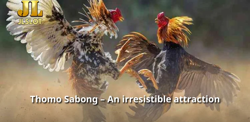 Thomo Sabong – An irresistible attraction