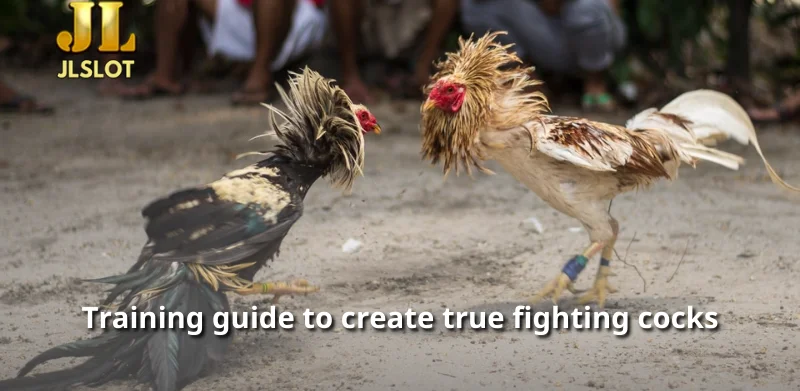 Training guide to create true fighting cocks