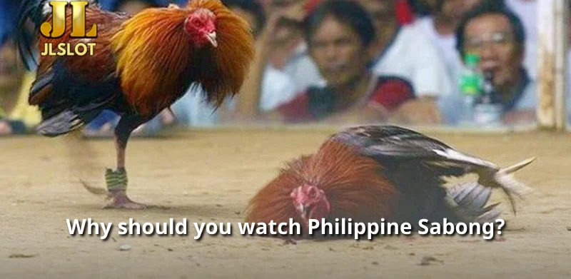 Why should you watch Philippine Sabong?